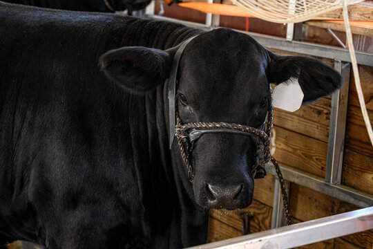 Angus show heifer in barn
