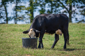 Black baldy heifer eating from a supplement tub