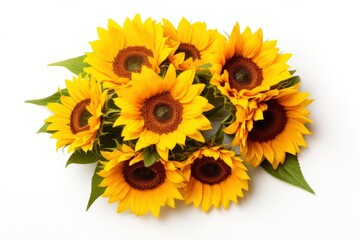 Sunflowers isolated on white background.
