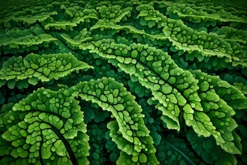 Foto op Plexiglas An imaginative representation of a dew-kissed kale leaf in a sprawling, verdant farm © Izhar