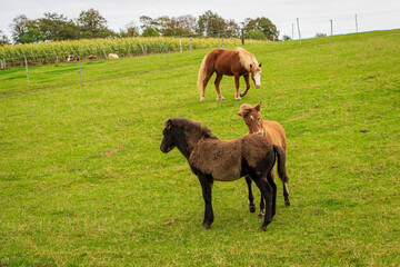 Horses grazing in the horse pasture.