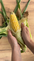 Hands of awo man cleaning an ear of corn on a wooden background. Autumn harvest, Healthy food, Fitness diet. Close up.