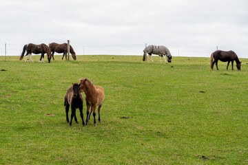 Horses grazing in the horse pasture.