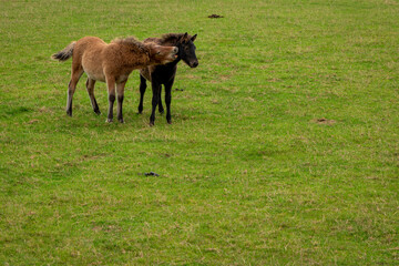 Naklejka na ściany i meble Horses grazing in the horse pasture.