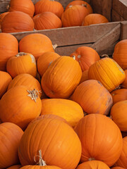 Pumpkins for sale on a Devon farm prior to UK halloween celebrations
