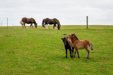 Horses grazing in the horse pasture.