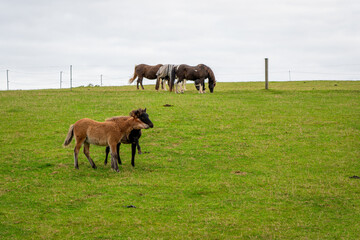 Horses grazing in the horse pasture.