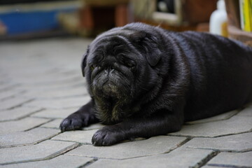 black old pug sit down looking at you serious and intense. canine life at home on a blue cover with...