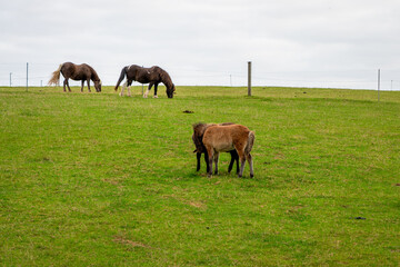 Horses grazing in the horse pasture.