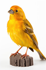 Fototapeta premium Kanarienvogel