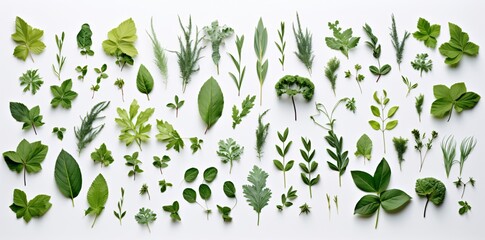 Various Green Leaves and Herbs on White Background
