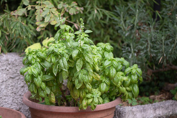 Lush Basil plant in a huge pot (Ocimum basilicum)