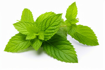 Close up of green leafy plant on white background.