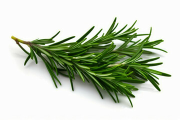 Branch of rosemary plant on white background with shadow.