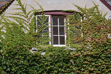 Window of old house surrounded and covered by ivy