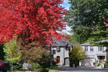 Residential street with maple tree in bright red fall color