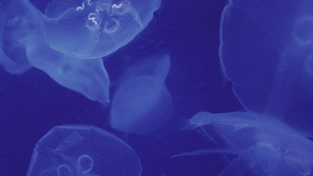 Jellyfishes moving slowly hypnotically in an aquarium tank against a blue background