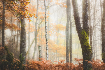 A lone silver birch tree (Betula pendula) stands out in a misty woodland surrounded by tall bracken at Little Druim Wood in Scotland during autumn. - obrazy, fototapety, plakaty