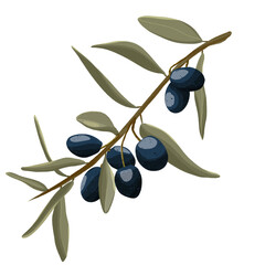 Olive branch with black olives 