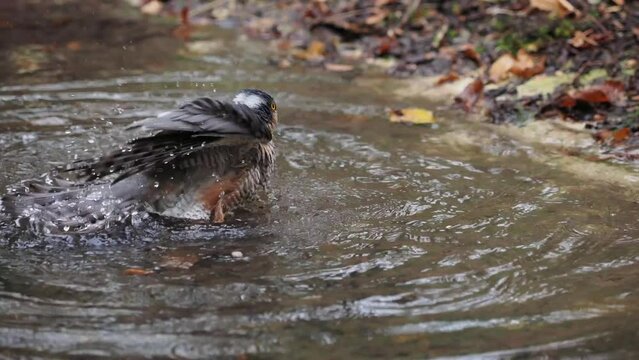 Male of Eurasian Sparrowhawk (Accipiter nisus), taking a bath in the pond