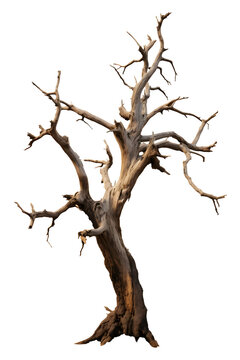 dead tree isolated on transparent background - garden, forest, woods, nature, landscape design element PNG cutout