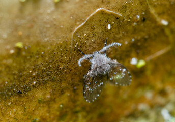 Clogmia sp. - small fly with fluffy wings and long mustache.
