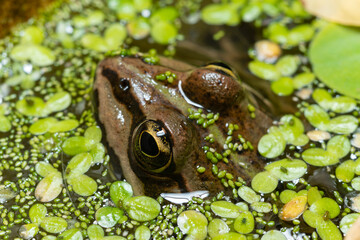 The head of a lake frog Pelophylax ridibundus