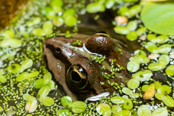 The head of a lake frog Pelophylax ridibundus