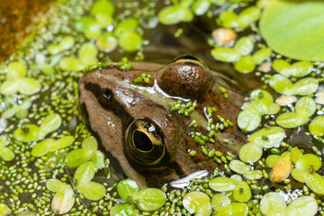 The head of a lake frog Pelophylax ridibundus