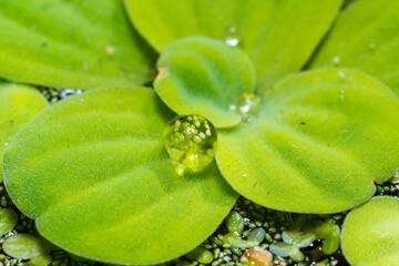 Smallest flowering plant Wolffia in a drop of water on a leaf of the invasive species Pistia