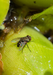 Eye-seeking fly Musca sorbens - a large fly with red eyes sits on a green leaf.