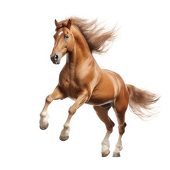 brown horse isolated on white