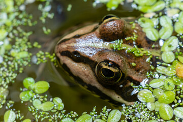 The head of a lake frog Pelophylax ridibundus