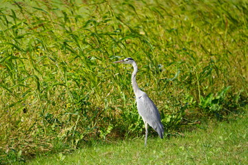 Gray Heron sitting in green field