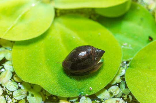 Invasive species Gastropods Physa acuta in a lake on a leaf of the invader Pistia