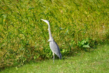 Gray Heron sitting in green field