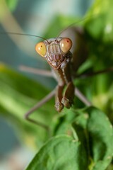 Hierodula transcaucasica - close-up of an invasive mantis species on a green leaf