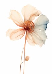 pastel tender flower, aesthetic core