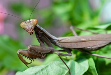 Hierodula transcaucasica - invasive species of mantis in Ukraine on a green leaf
