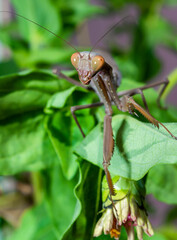 Hierodula transcaucasica - invasive species of mantis in Ukraine on a green leaf