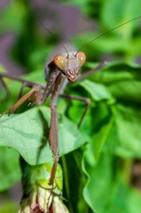 Hierodula transcaucasica - invasive species of mantis in Ukraine on a green leaf