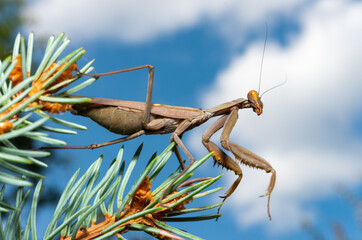 Hierodula transcaucasica - an invasive species of mantis in Ukraine on the needles