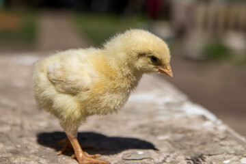 Little yellow chicken, full length. Close-up.