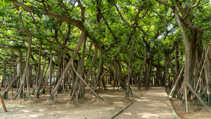 The Great Banyan Tree located in the Botanical Garden of Howrah, West Bengal, is more than 250 years old and was recorded to be the largest tree specimen in the world