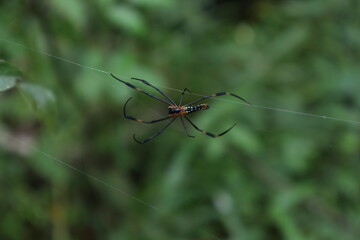 Ventral side view depicts a young female Giant golden orb weaver spider hanging
