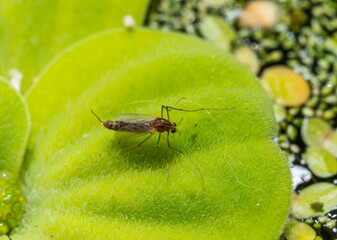 A mosquito sits on a leaf of the invasive species Pistia stratiotes