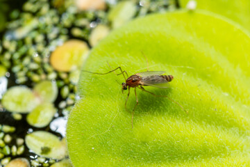 A mosquito sits on a leaf of the invasive species Pistia stratiotes