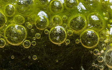 Freshwater algae Spirogyra release oxygen into the air, oxygen synthesis in water bodies