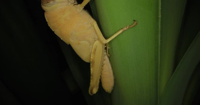 A close-up of a locust insect sitting on a branch. Protection of agricultural crops from ants. High quality 4k footage