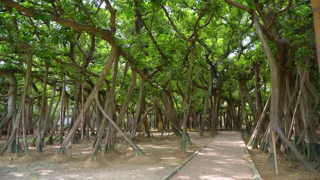 The Great Banyan Tree located in the Botanical Garden of Howrah, West Bengal, is more than 250 years old and was recorded to be the largest tree specimen in the world